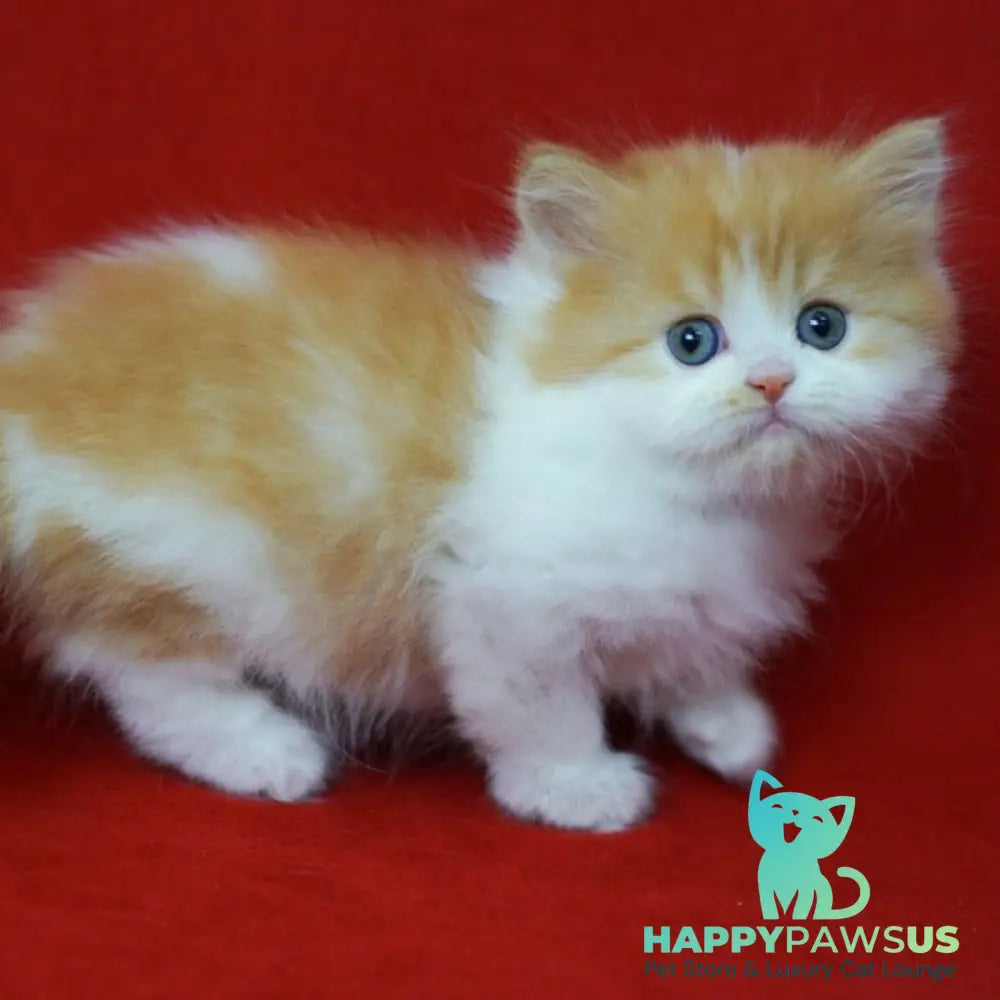 Top Top Scottish Straight male red spotted tabby bicolour - live animals