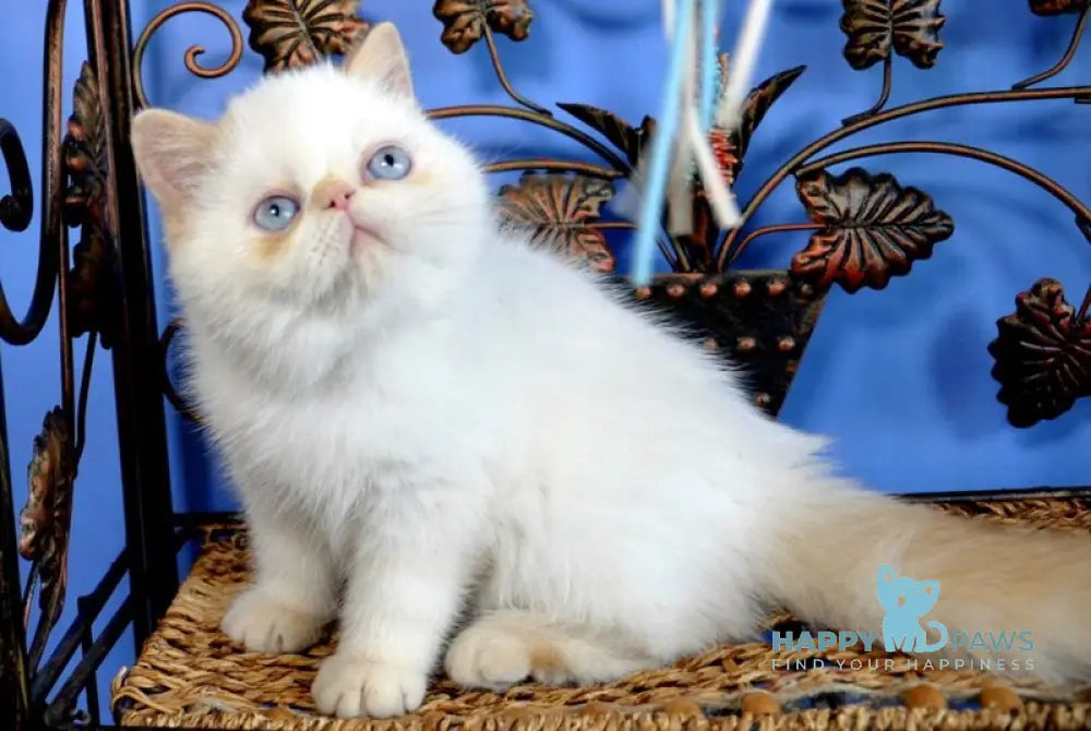 Topaz Exotic male red pointed live animals