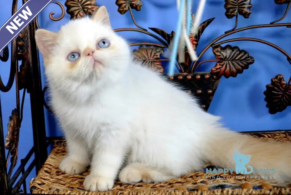 Topaz Exotic male red pointed live animals