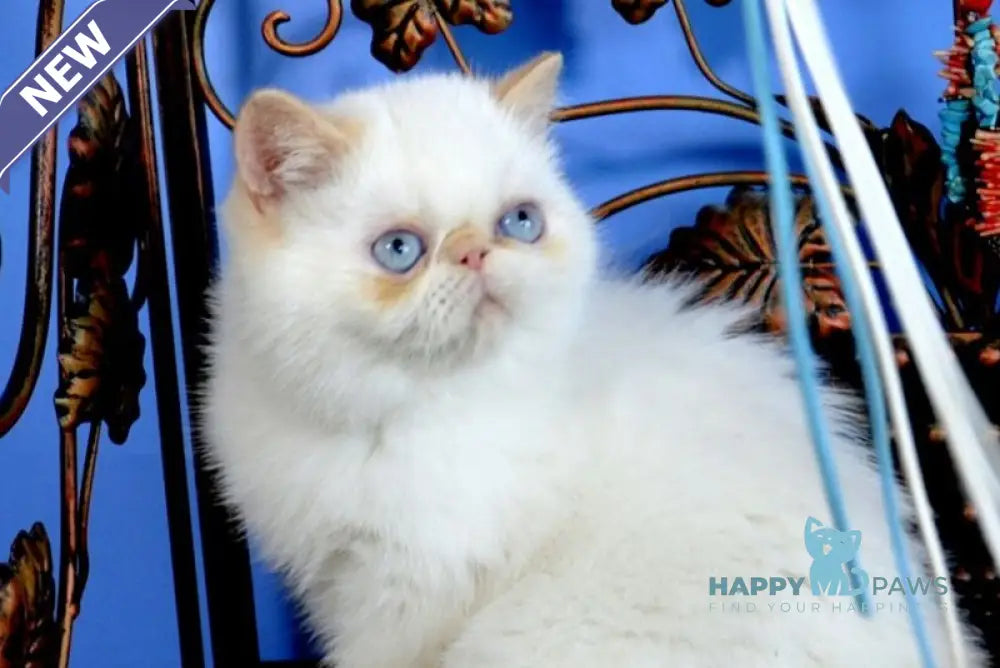 Topaz Exotic male red pointed live animals