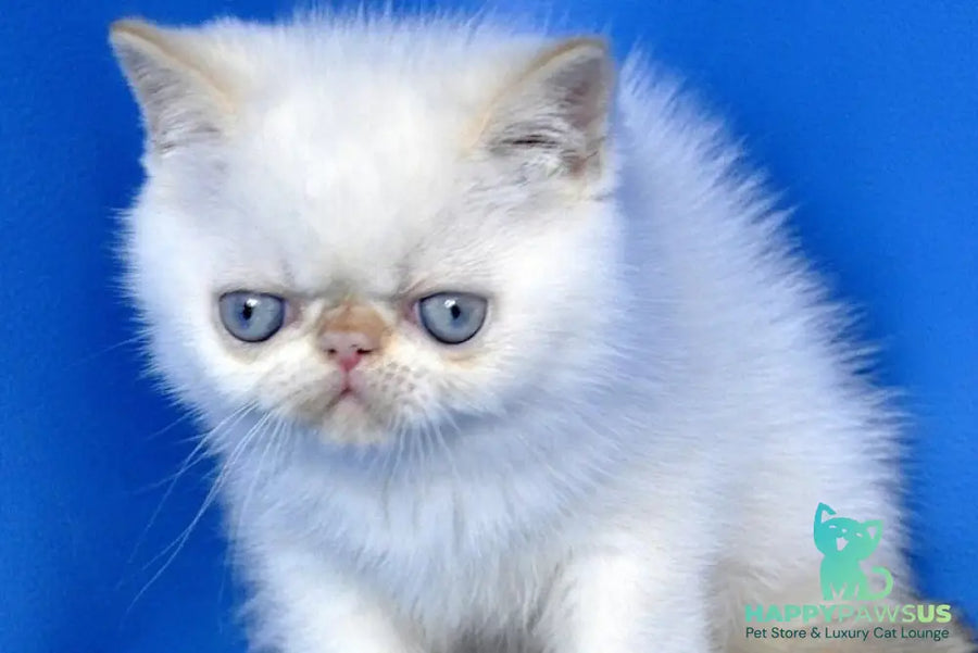 Topaz Exotic male red tabby pointed - live animals
