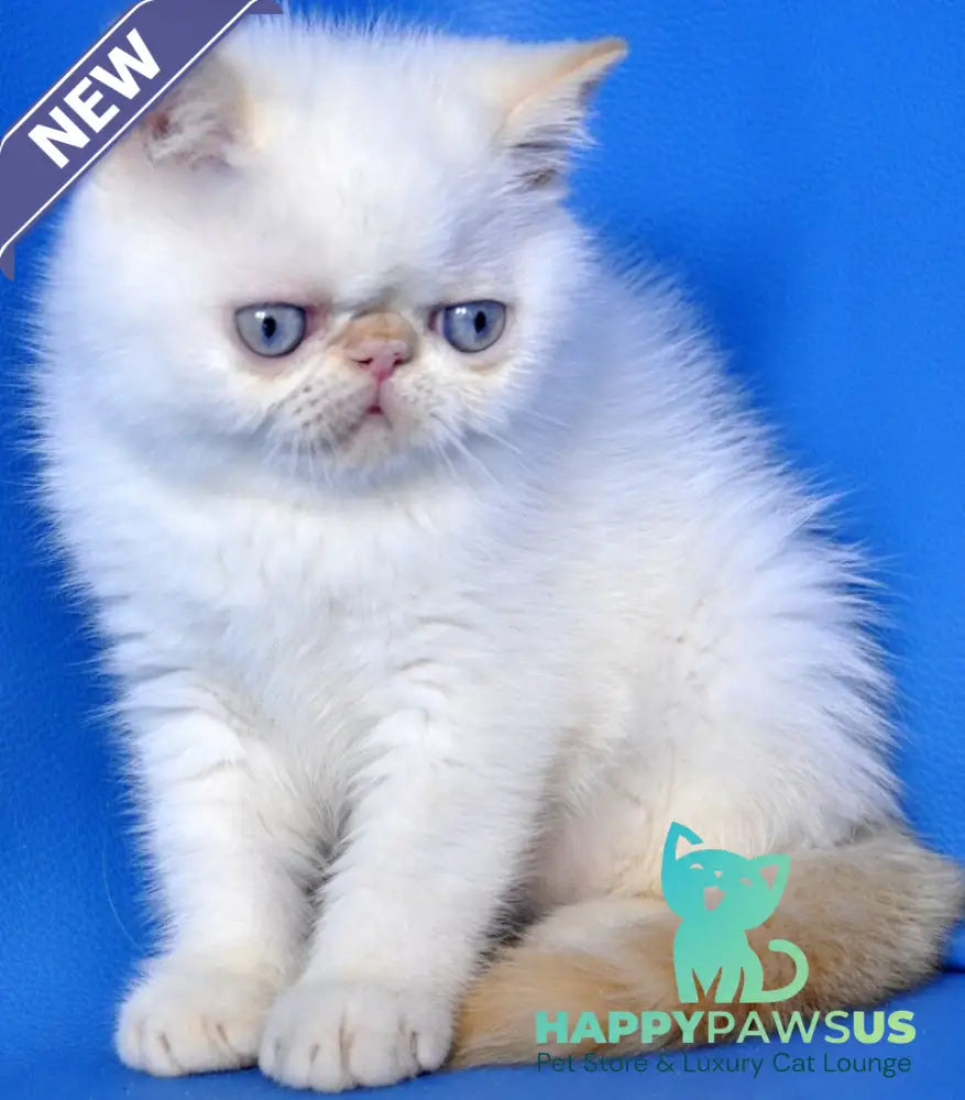 Topaz Exotic male red tabby pointed - live animals