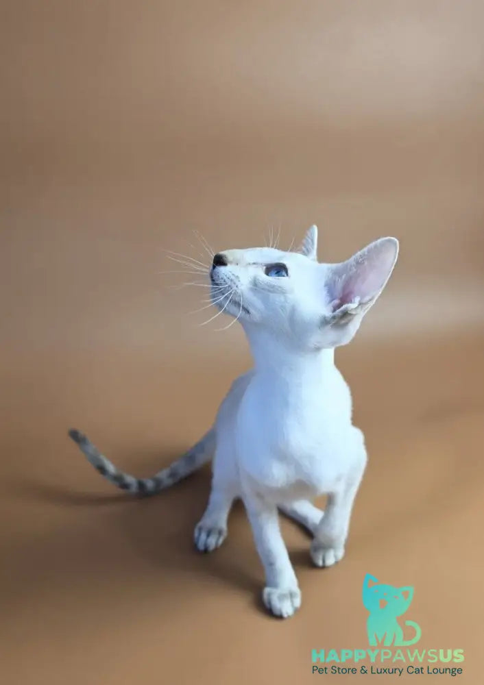 Tori Siamese female chocolate tortie tabby pointed - live animals