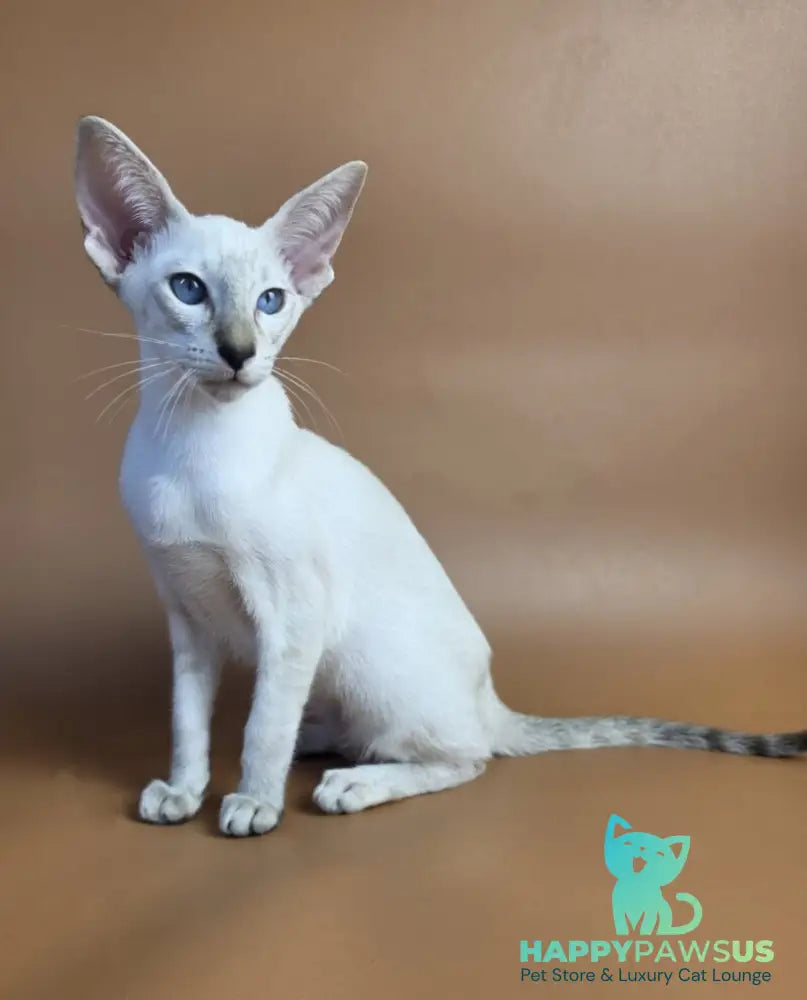 Tori Siamese female chocolate tortie tabby pointed - live animals