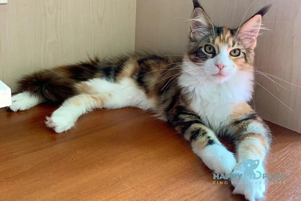 Tortie Maine Coon female black tortie bicolour tabby live animals