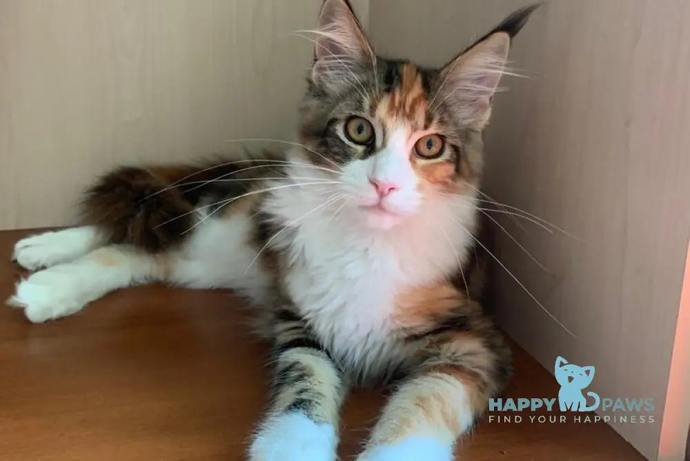 Tortie Maine Coon female black tortie bicolour tabby live animals