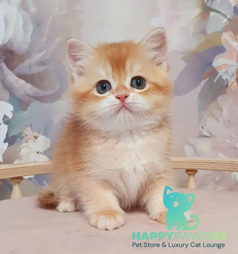 Tortik British Shorthair male chocolate golden chinchilla - live animals