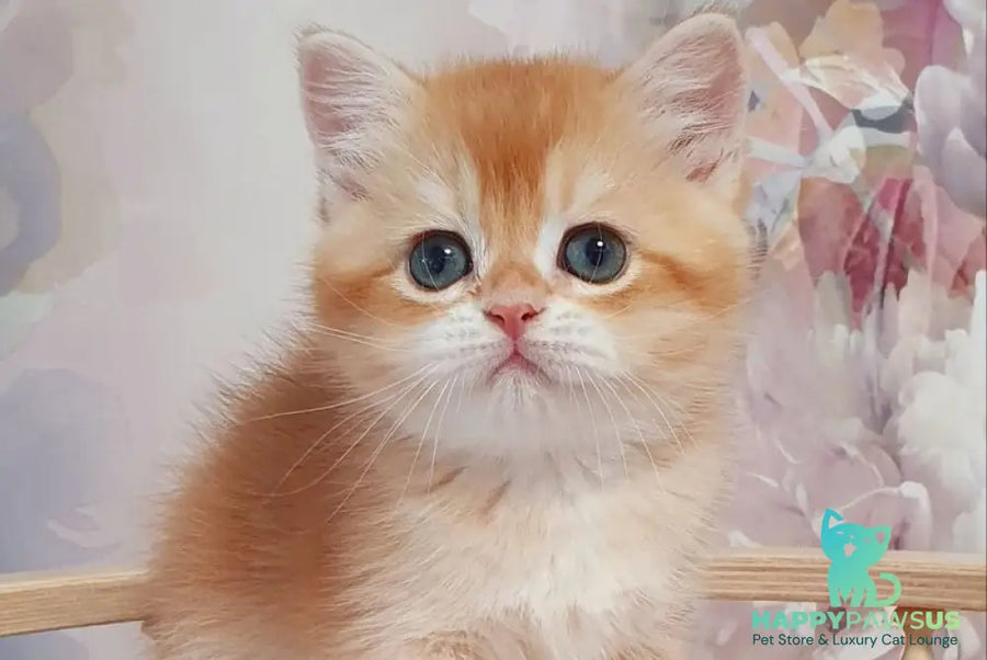 Tortik British Shorthair male chocolate golden chinchilla - live animals