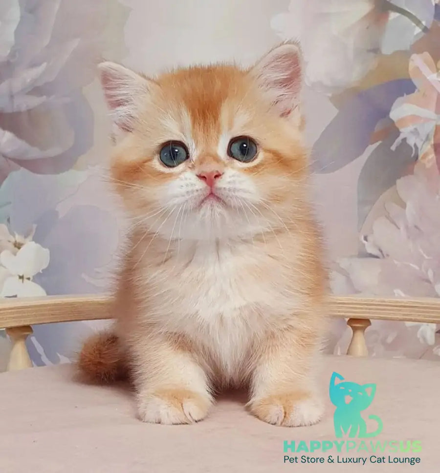 Tortik British Shorthair male chocolate golden chinchilla - live animals