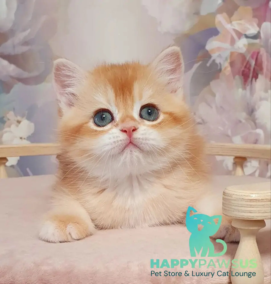 Tortik British Shorthair male chocolate golden chinchilla - live animals