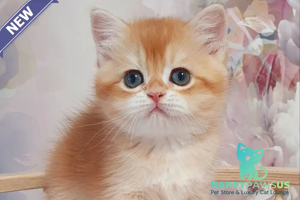 Tortik British Shorthair male chocolate golden chinchilla - live animals