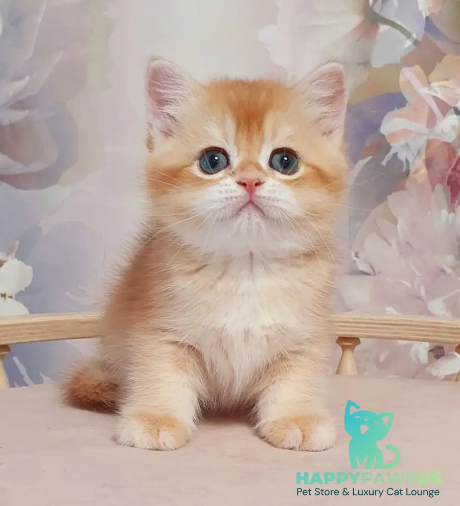 Tortik British Shorthair male chocolate golden chinchilla - live animals