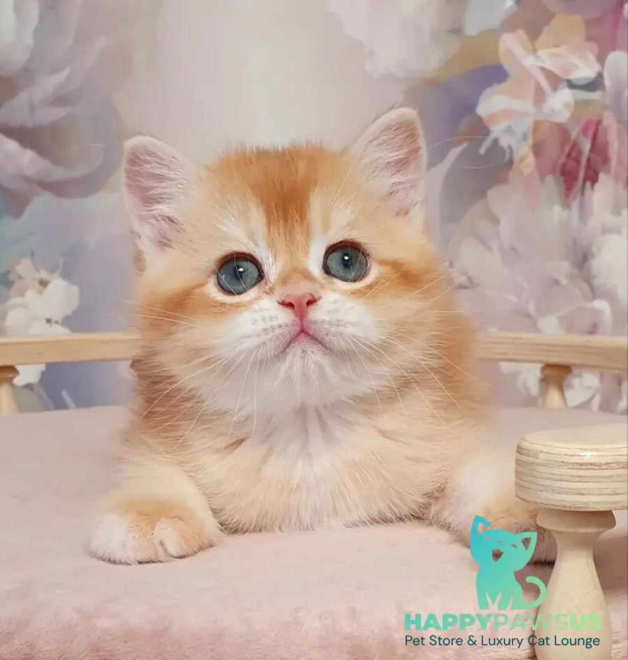 Tortik British Shorthair male chocolate golden chinchilla - live animals