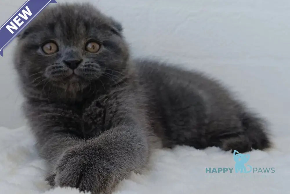 Tory Scottish Fold female blue live animals