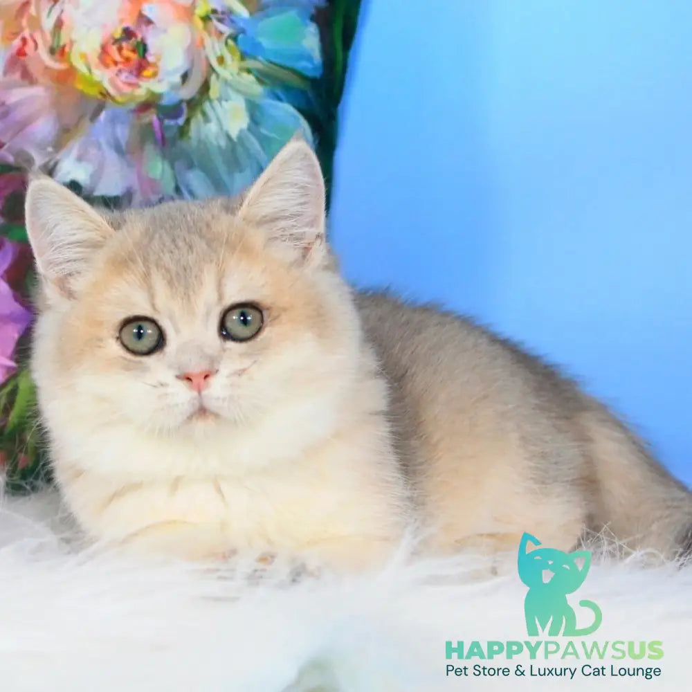 Tosha British Shorthair male blue golden shaded - live animals