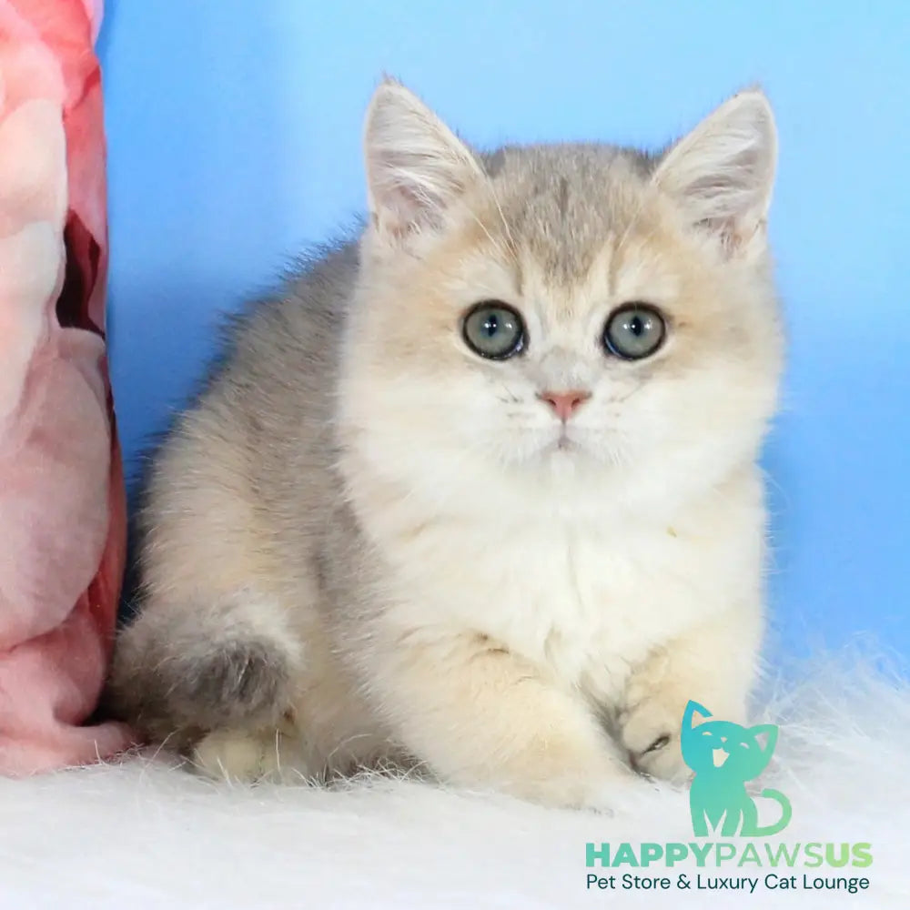 Tosha British Shorthair male blue golden shaded - live animals
