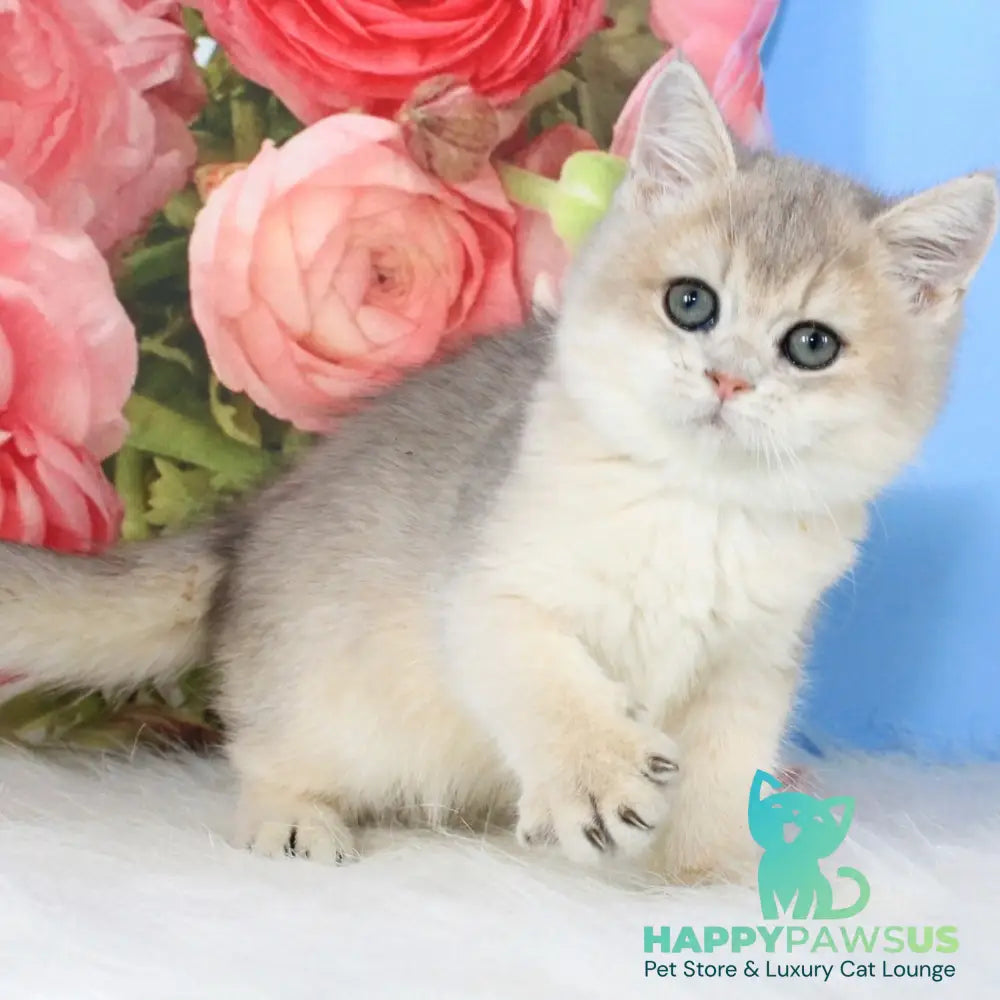 Tosha British Shorthair male blue golden shaded - live animals