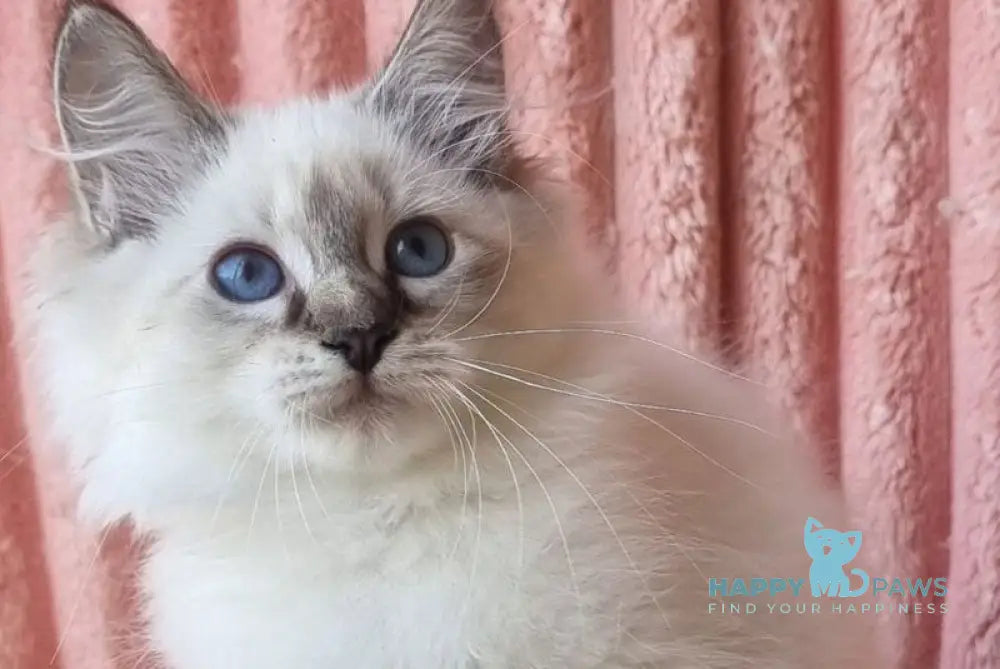 Tosya Siberian female black tabby pointed with white live animals