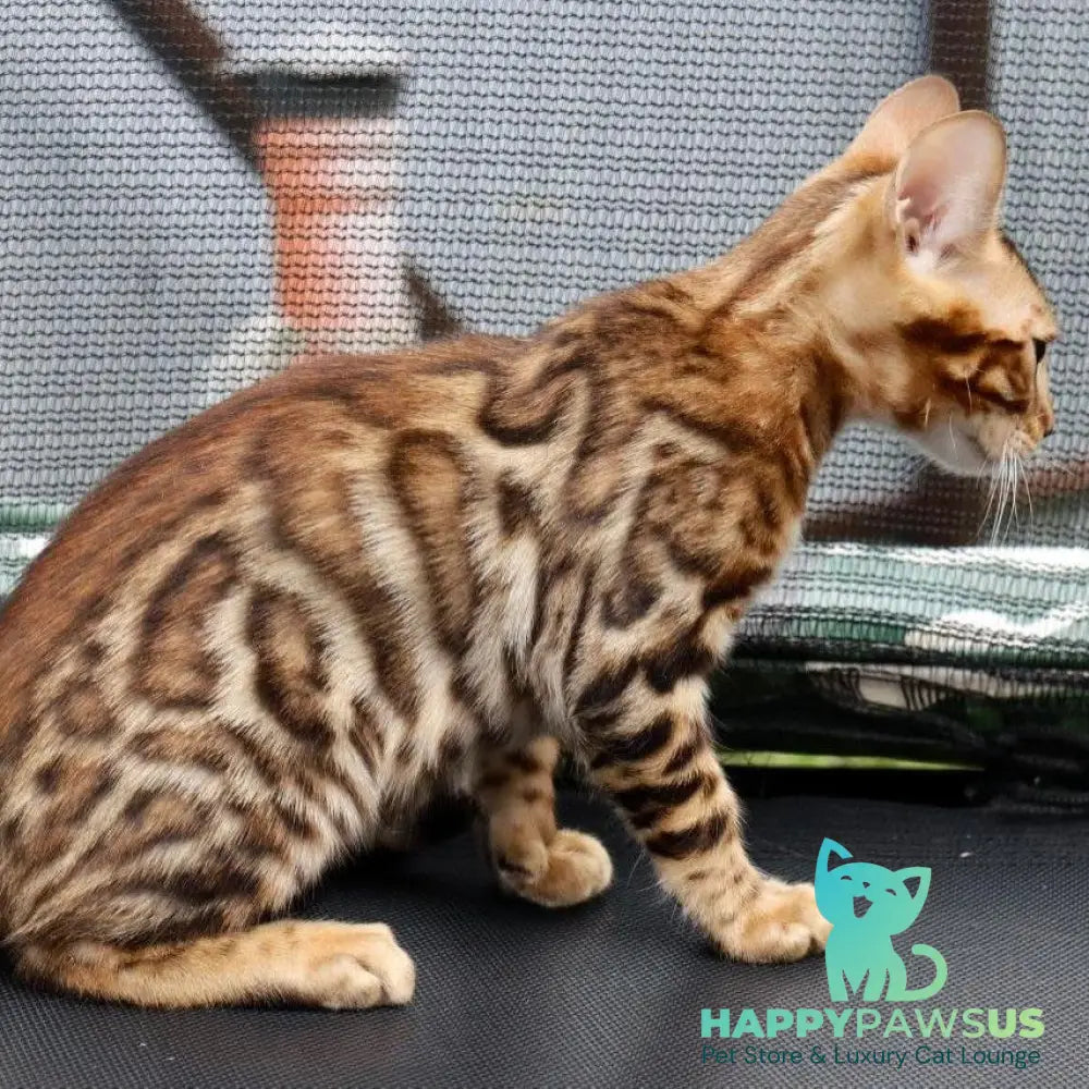 Touluz Bengal male black spotted tabby - live animals