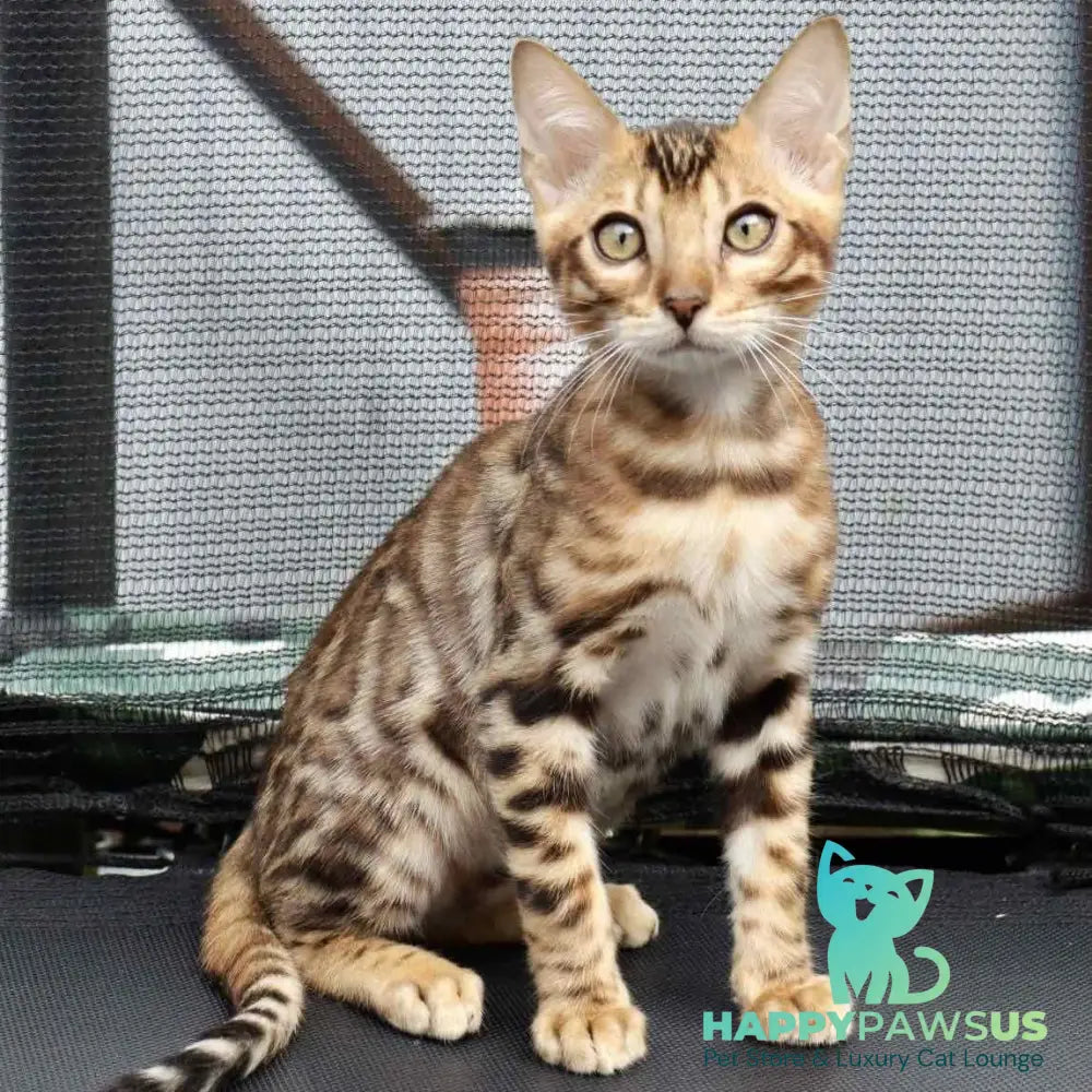 Touluz Bengal male black spotted tabby - live animals