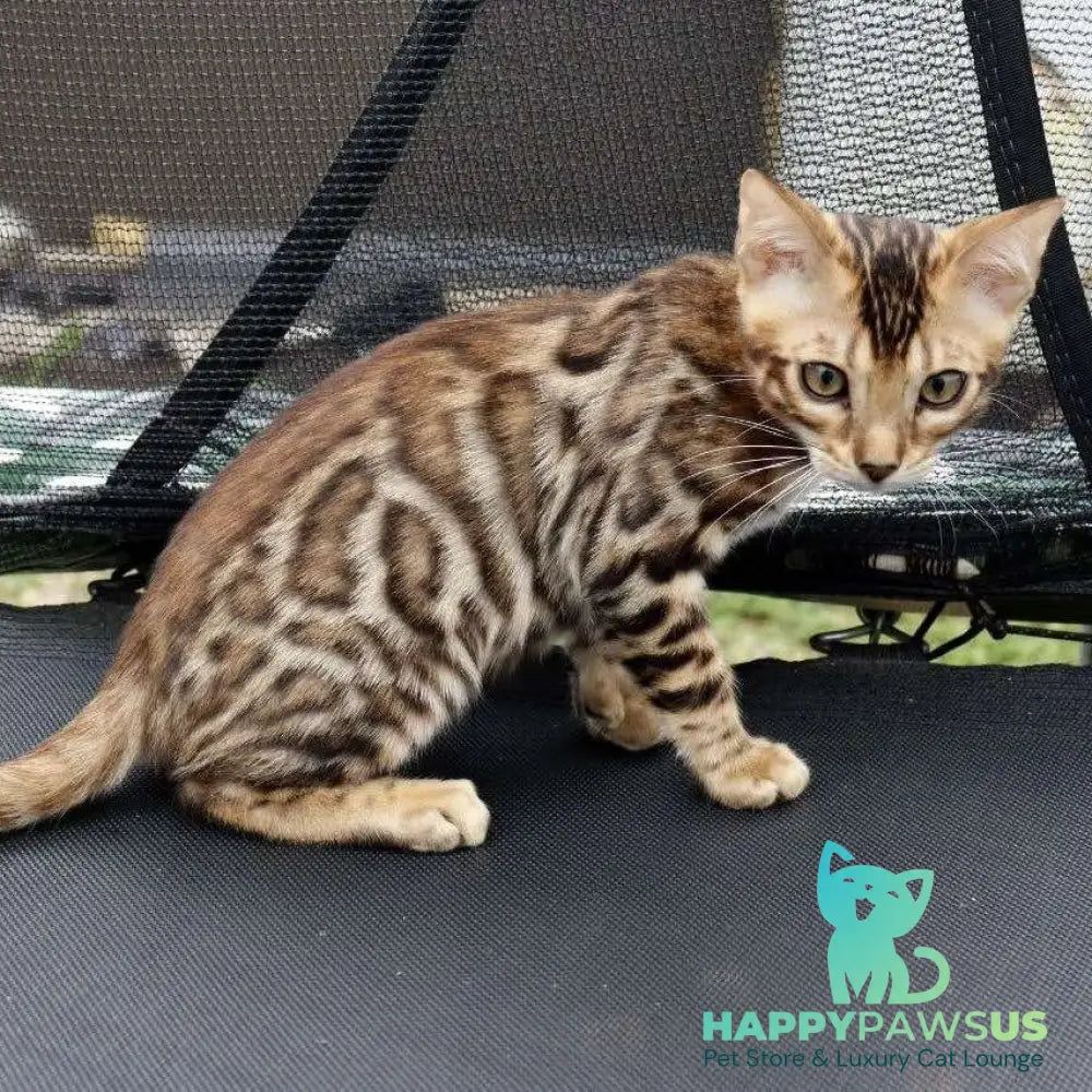 Touluz Bengal male black spotted tabby - live animals