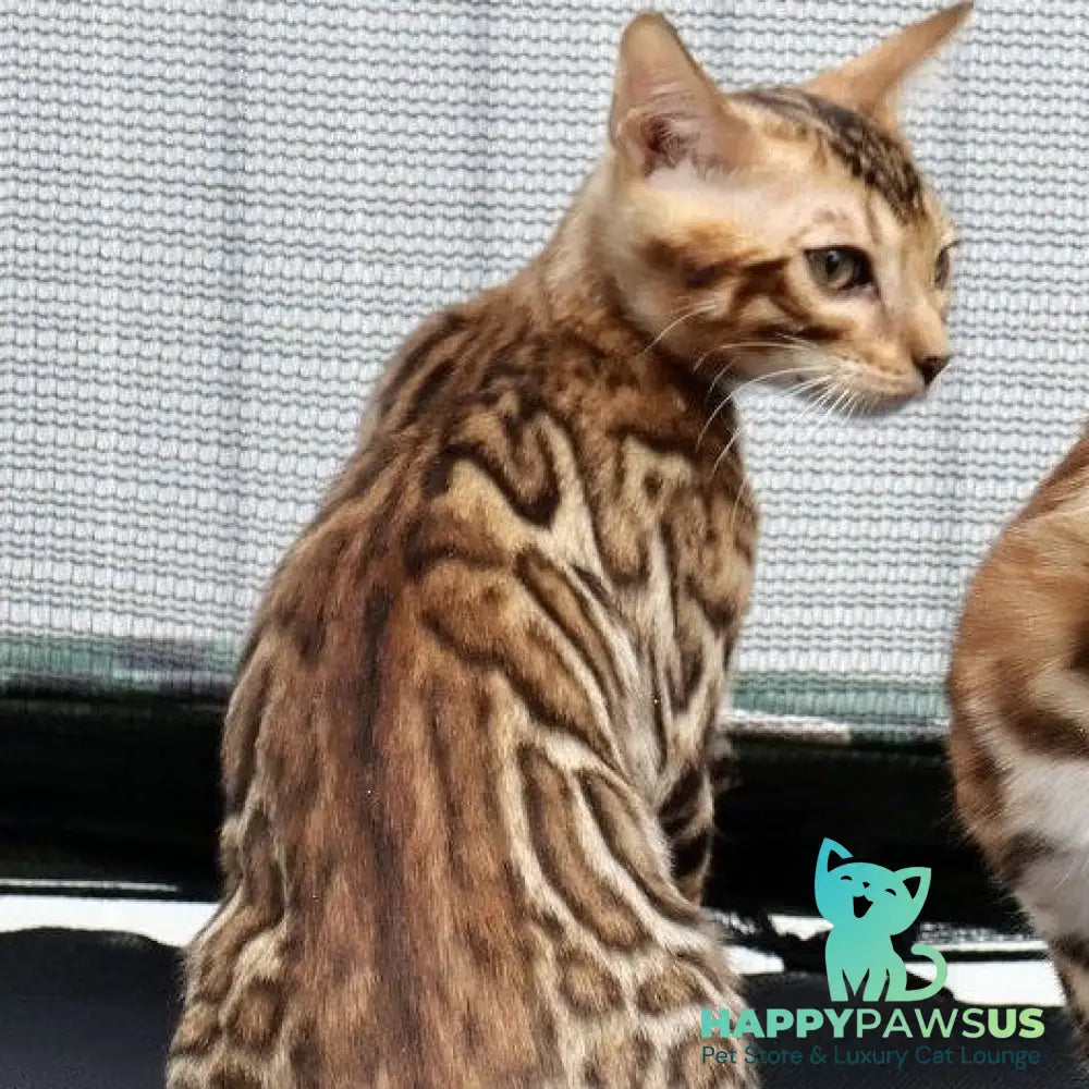 Touluz Bengal male black spotted tabby - live animals