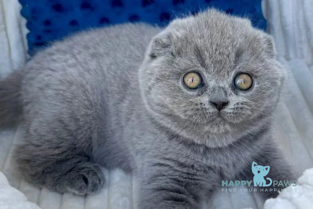 Trevor Scottish Fold male blue - live animals