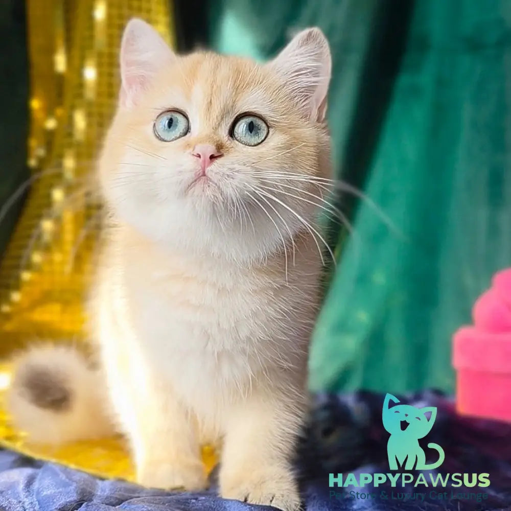 Trinity British Shorthair female black golden shaded - live animals