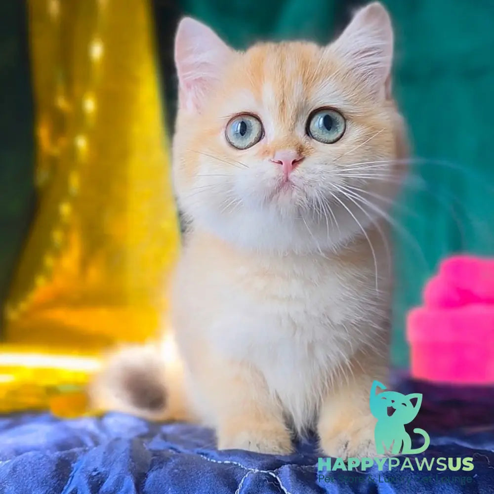 Trinity British Shorthair female black golden shaded - live animals