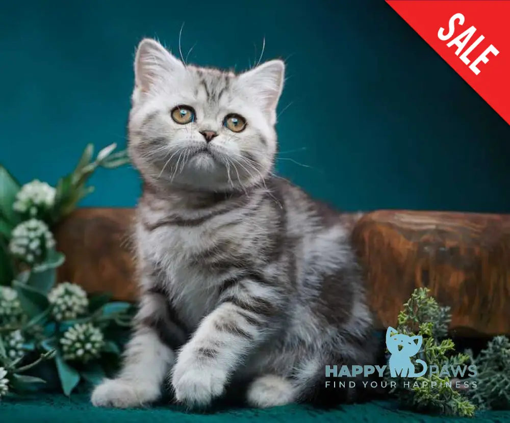Trinity Scottish Straight female black silver tabby - live animals
