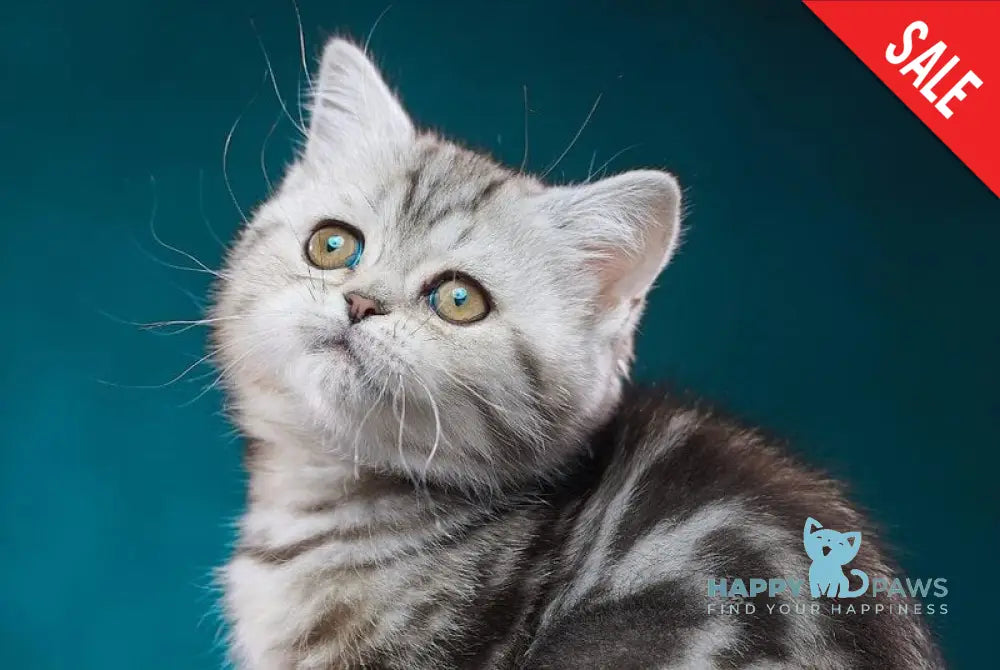 Trinity Scottish Straight female black silver tabby - live animals