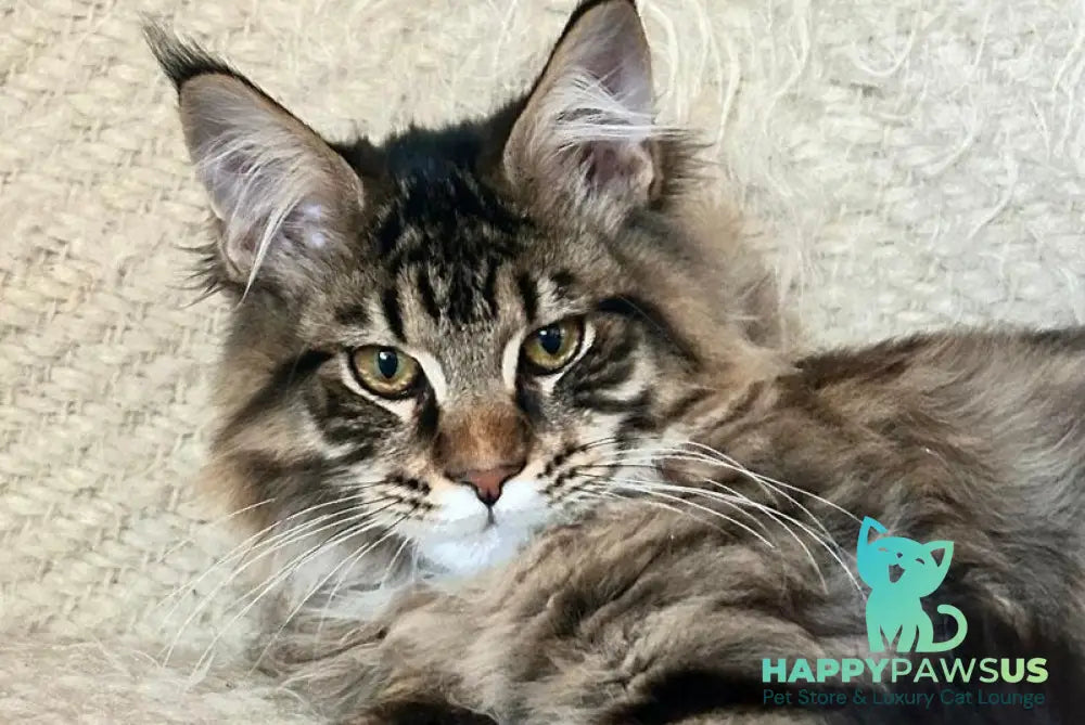 Triphon Maine Coon male black tabby live animals