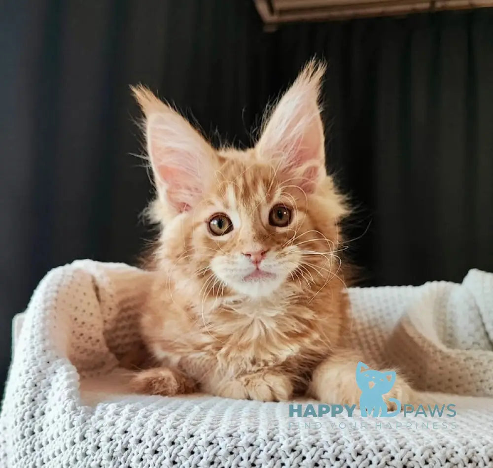 Trisha Maine Coon female red tabby live animals