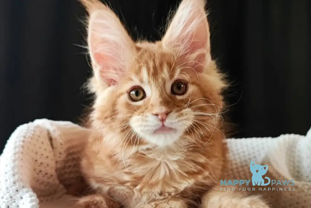 Trisha Maine Coon female red tabby live animals