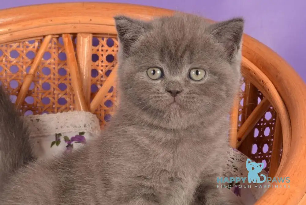Tristan Scottish Straight male blue live animals