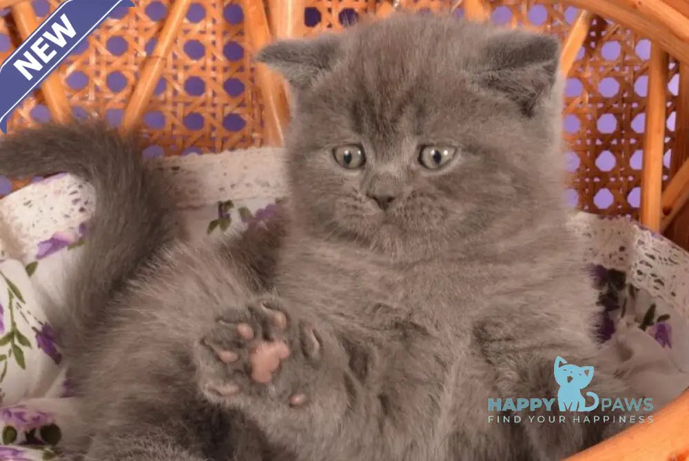 Tristan Scottish Straight male blue live animals