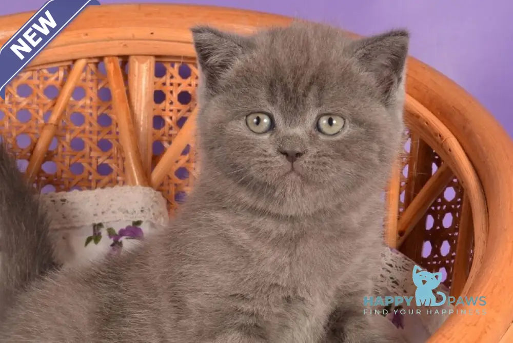 Tristan Scottish Straight male blue live animals