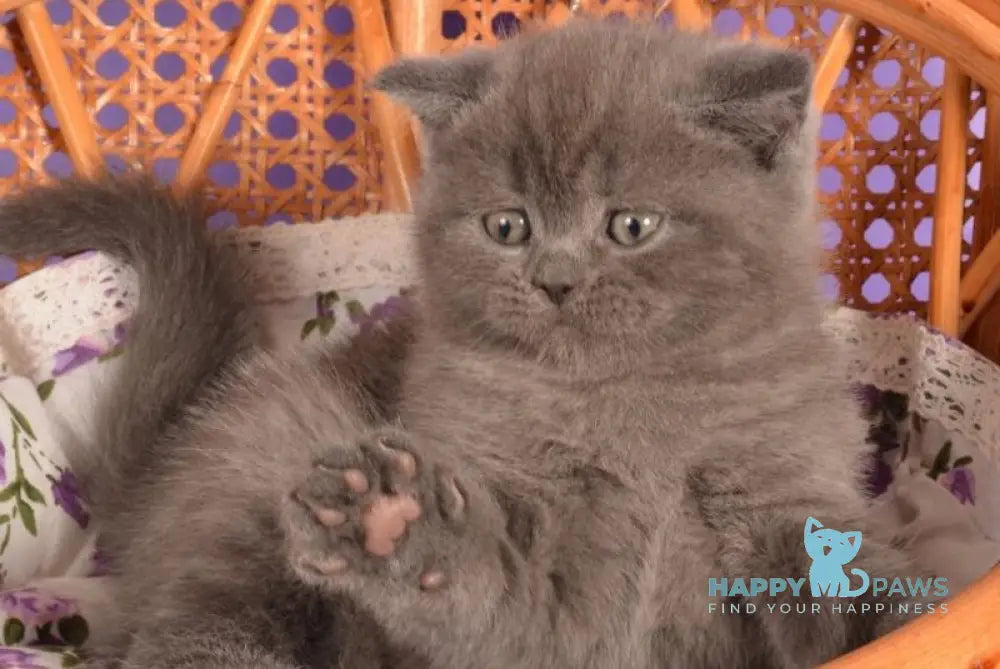 Tristan Scottish Straight male blue live animals