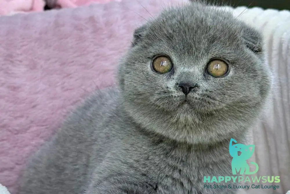Trixie Scottish Fold female blue - live animals