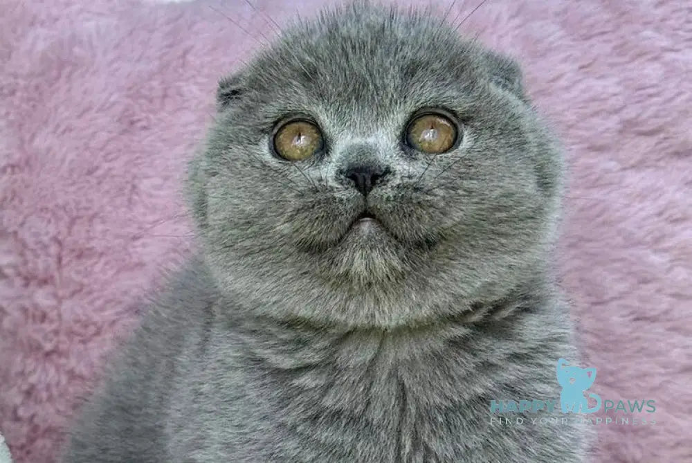 Trixie Scottish Fold female blue - live animals