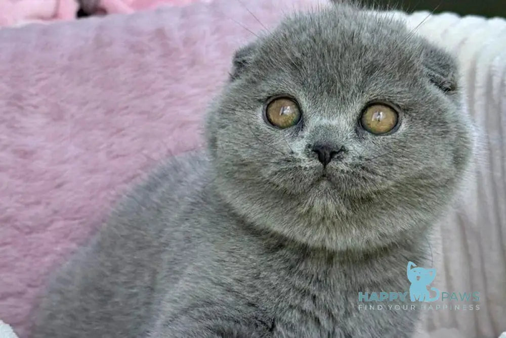 Trixie Scottish Fold female blue - live animals