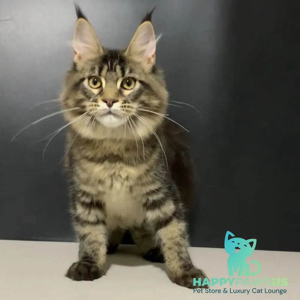 Tropicana Maine Coon female black tabby - live animals