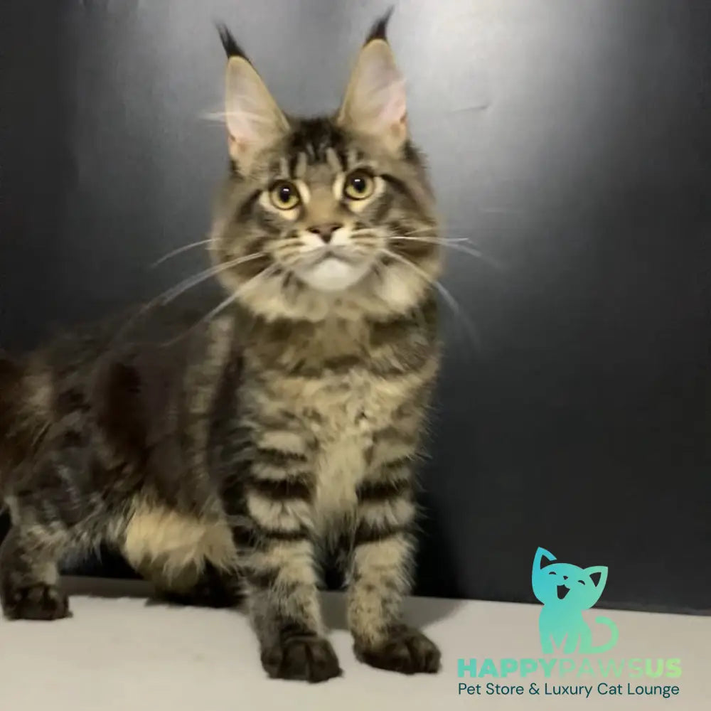 Tropicana Maine Coon female black tabby - live animals