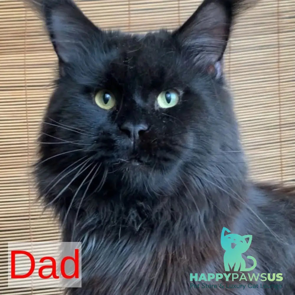 Tropicana Maine Coon female black tabby - live animals