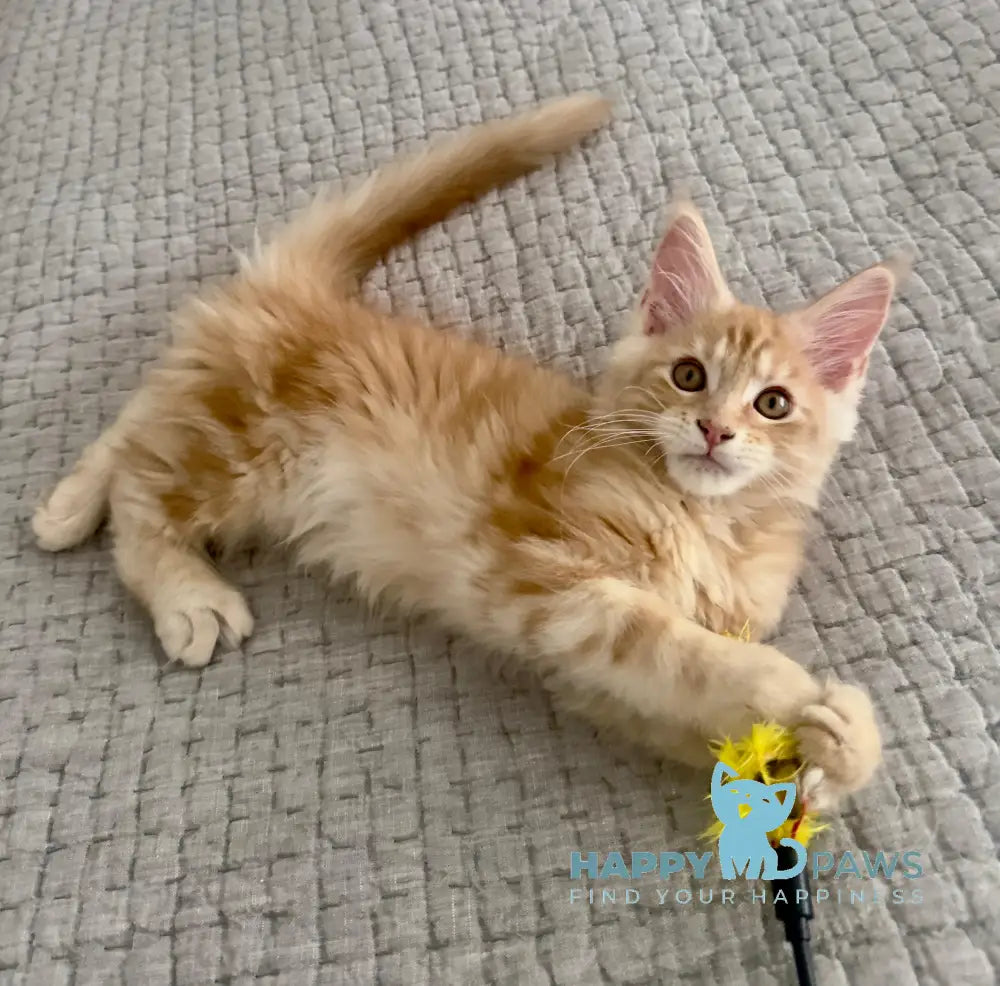 Troy Maine Coon male red silver live animals