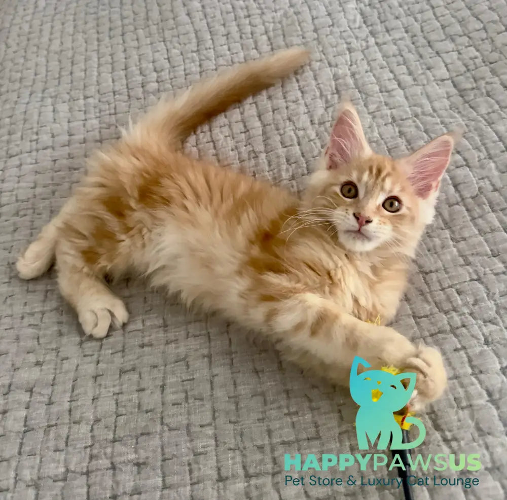 Troy Maine Coon male red silver live animals