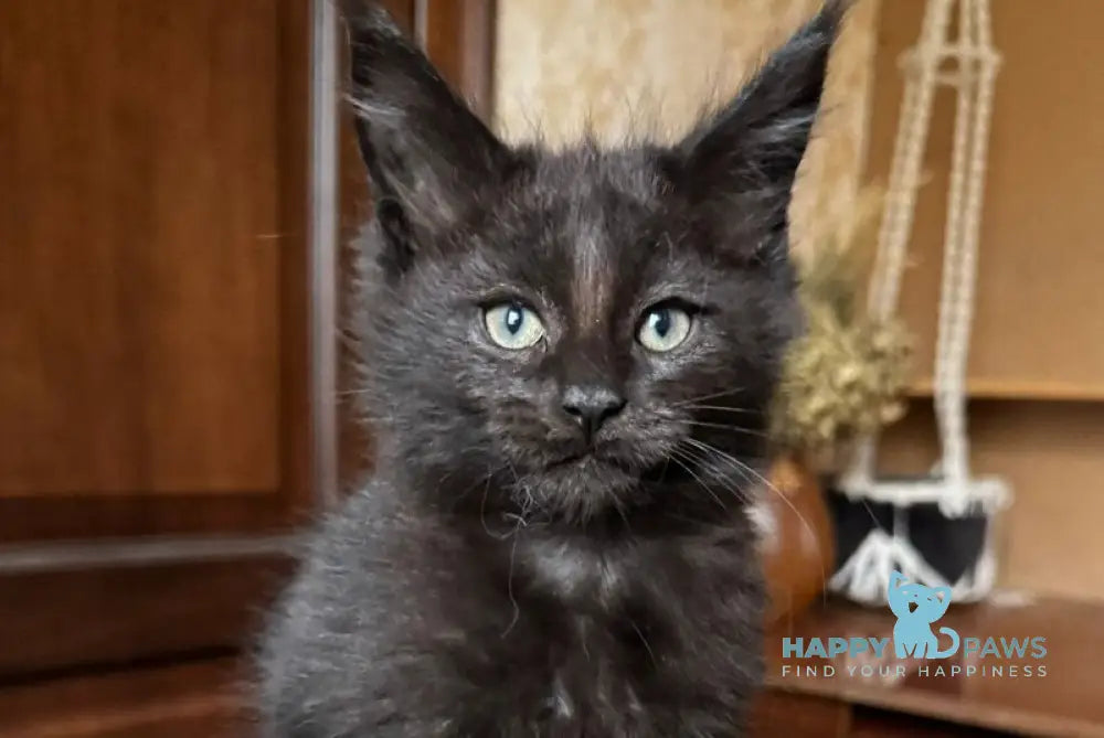 Truffel Maine Coon male black live animals