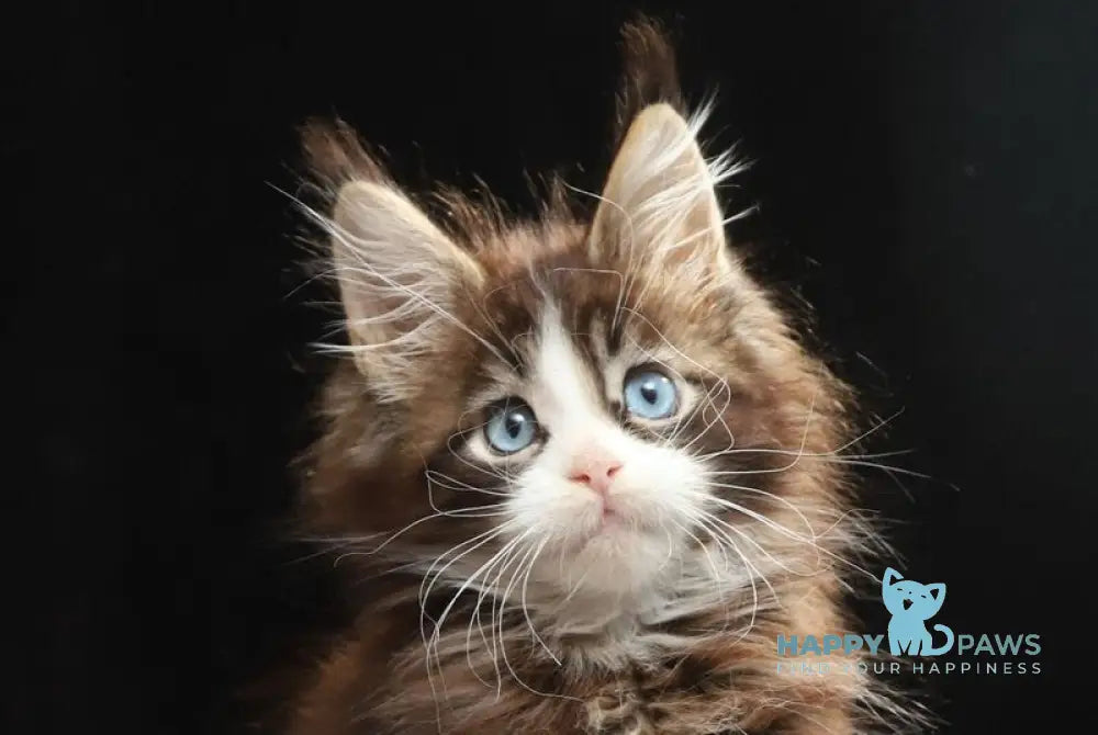 Truman Maine Coon male black tabby bicolour live animals