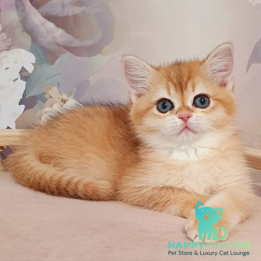 Tryufel’ka British Shorthair female black golden chinchilla - live animals