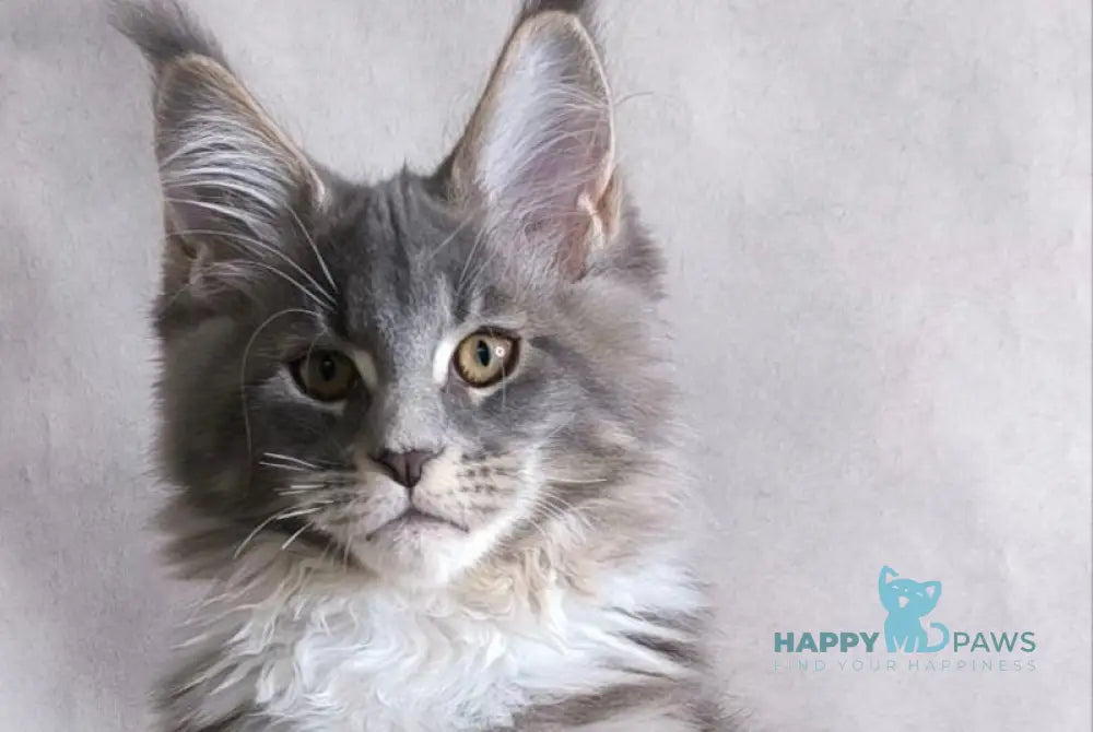 Tsunami Maine Coon female blue silver bicolour tabby live animals